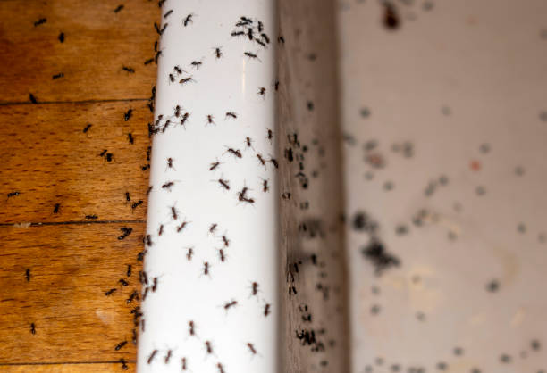Best Wasp Removal Services  in Smith Valley, NV